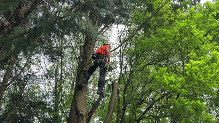 Best Tree and Shrub Care  in Wood River, IL